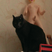 Локальные Мемы