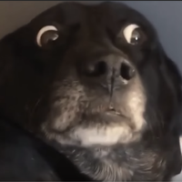 qwertyrar