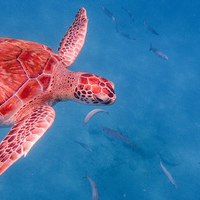 Артем Орлов