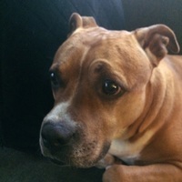 Pixiethepitbull