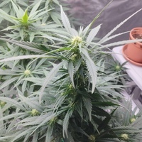 Ganja_family