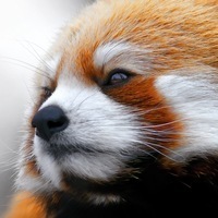 Кирилл Качурин