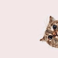 MAD CAT