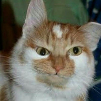 Chubby cat Hates you