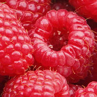 Malinki