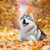 huskypuppiemag