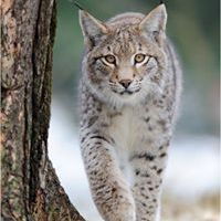 Machairodus  Cat
