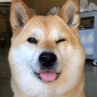 SHIMMYcoccaPOP (iFunny)