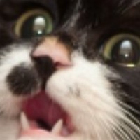 Rikitikitavi
