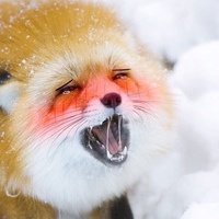 YourFox