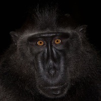 blackmonkey