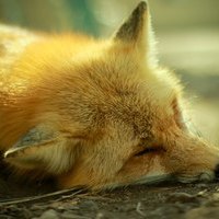 AkaiKitsune