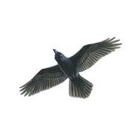 Ravenz16