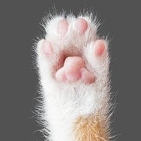 Paw Petrol