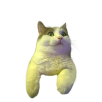 Cute Community of Cats
