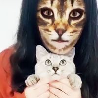 CatsWorld