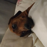 Opie