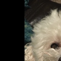 YourDailyDoseOfPupper