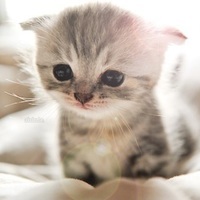 Kitty