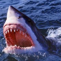 sharkblog