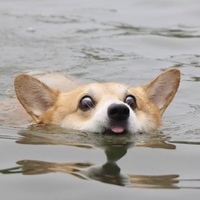 Dori