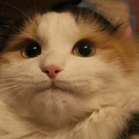 Дима Карцев