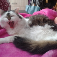 sajdacat