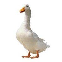 goos3
