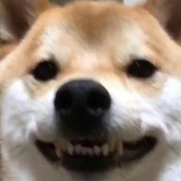 TheDogger (Coub)