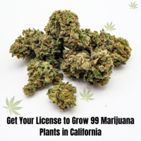Get Your License to Grow 99 Marijuana Plants in California