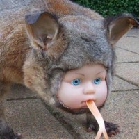 Coletranebuck