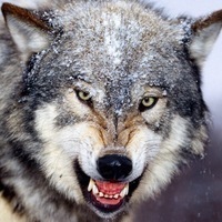 SabreWolf