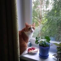 Сколько фильмов, столько и Coub-ов