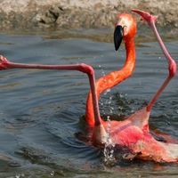 ReklessFlamingo