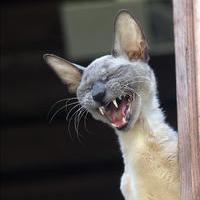 Михаил