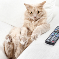 Sad advertising cat 