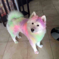 Foxbbit