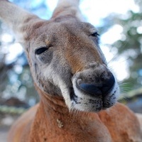 DeadKangaroo