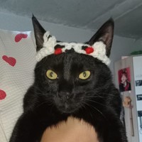 Black Сat