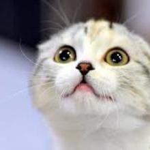 Coub profile picture for @admiring