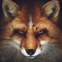 Raven_Zed