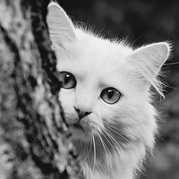 Аудиосказки