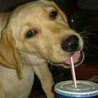Sexy_Doge