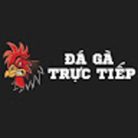 Đá gà trực tiếp