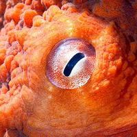 Lucky Strike Sea channel