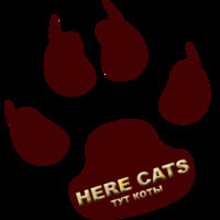 Here cats/Тут коты