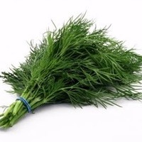 Green_DIll