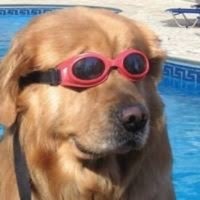 dog with blog haha