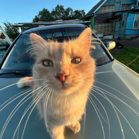 животные(pets)