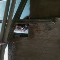 Archil Sparrow